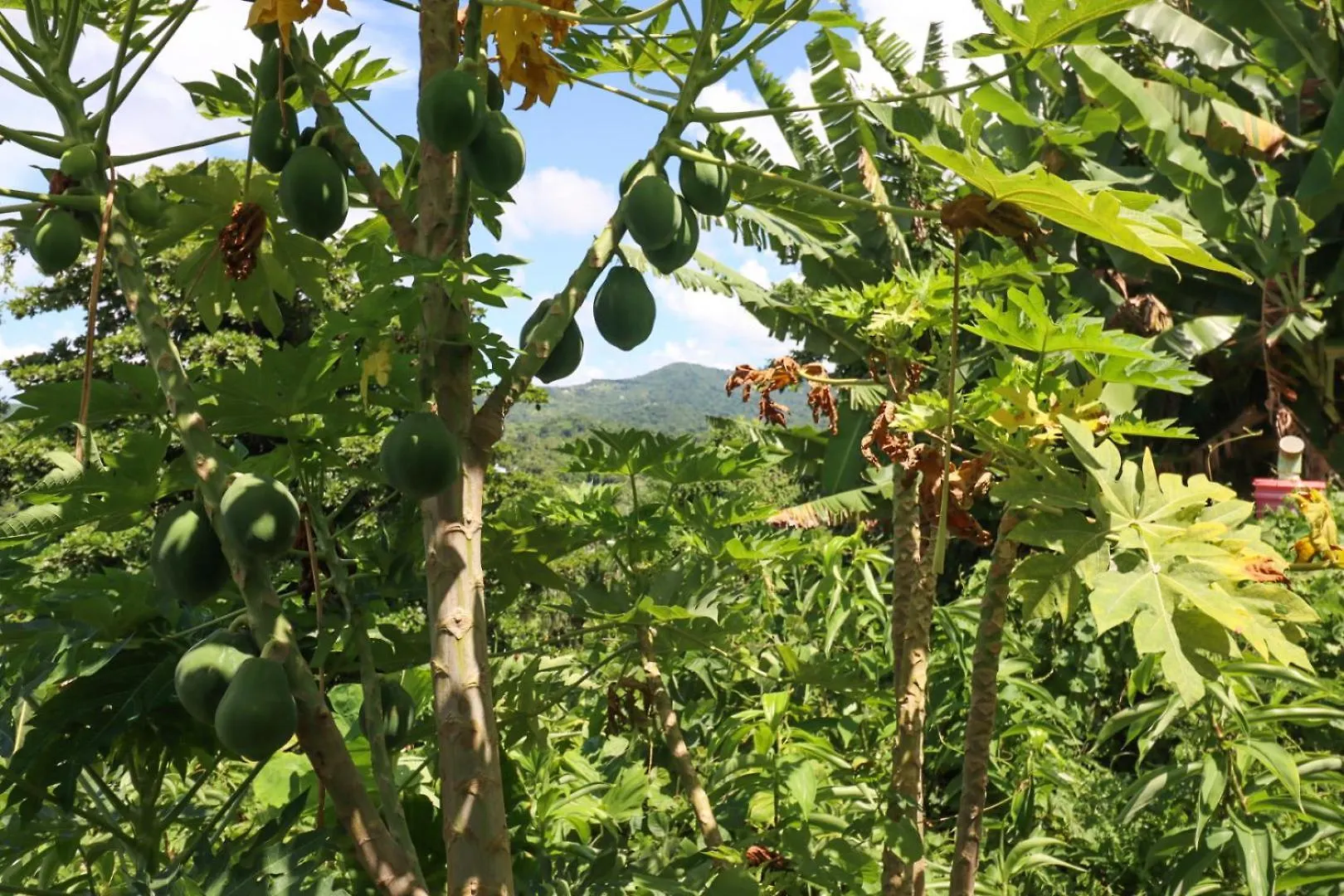 La Casa De Vida Natural Rio Grande 0*,  Puerto Rico